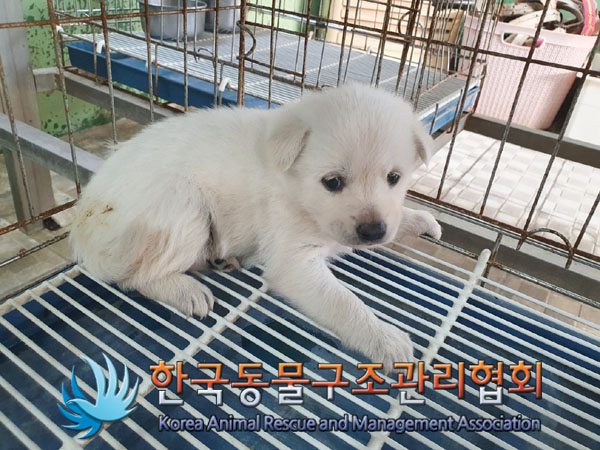 종료(안락사) 믹스…